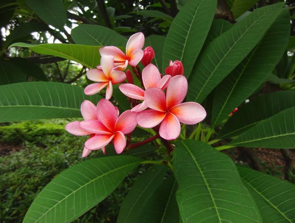 红鸡蛋花贵还是白鸡蛋花贵呢？