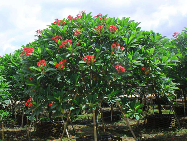 红鸡蛋花能泡茶吗？