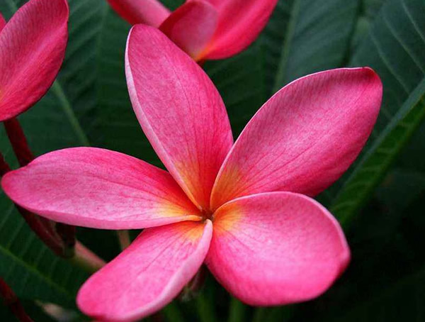 红鸡蛋花的价值有哪些？