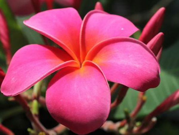 红鸡蛋花代表什么含义？红鸡蛋花的花语是什么？