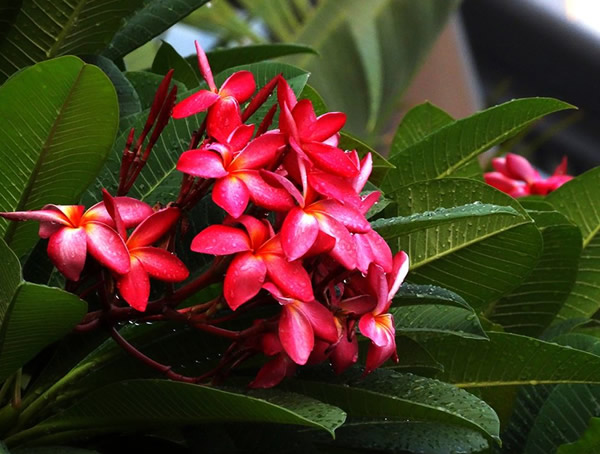 为什么红鸡蛋花树叫做鸡蛋花树？