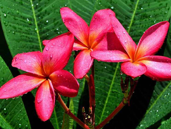 白鸡蛋花和红鸡蛋花可以放在一起煮水喝吗？