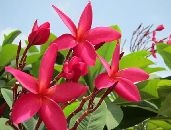 红鸡蛋花有毒吗？