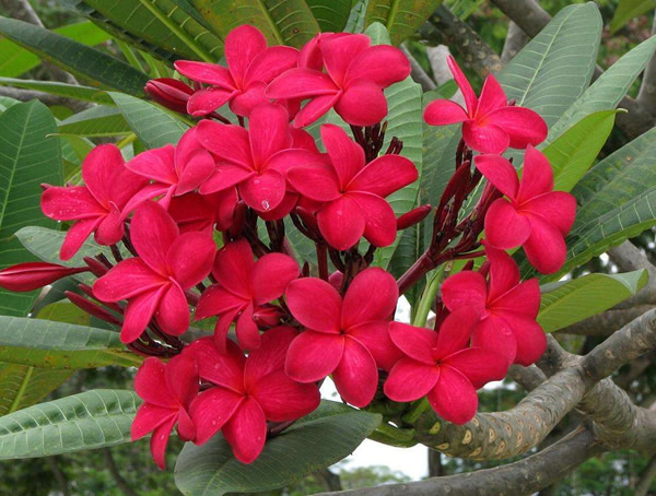 红鸡蛋花的花语是什么，代表什么含义？