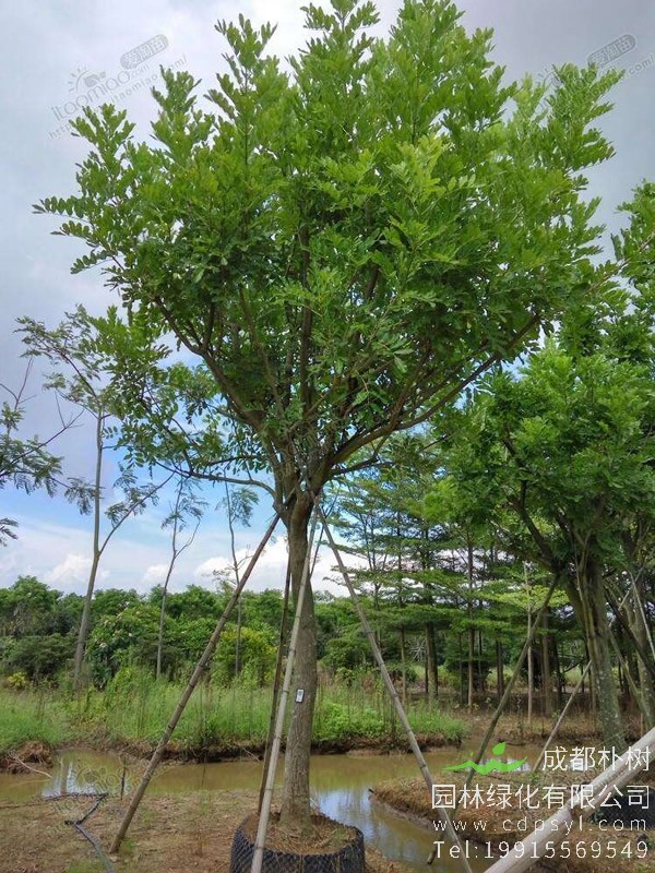 吊灯树花图片大全，最新吊瓜树图片欣赏