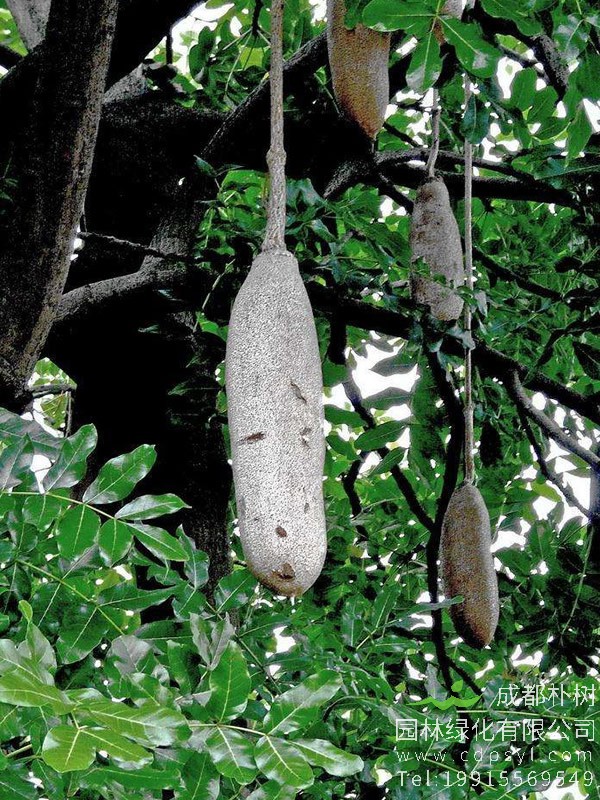 吊灯树花图片大全，最新吊瓜树图片欣赏