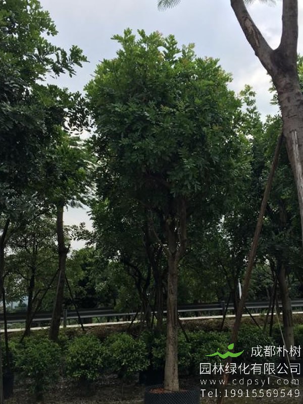 吊灯树花图片大全，最新吊瓜树图片欣赏