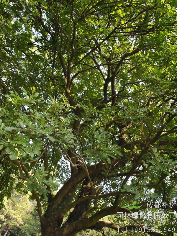 吊灯树花图片大全，最新吊瓜树图片欣赏