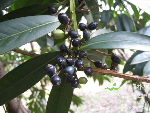 棱角山矾图片大全，最新棱角山矾图片欣赏