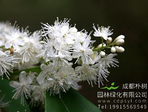 棱角山矾的栽培技术有哪些？