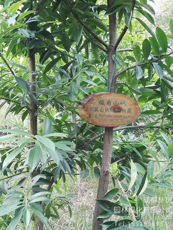 棱角山矾图片大全，最新棱角山矾图片欣赏