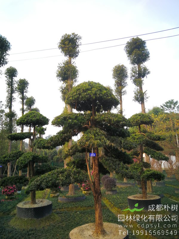 日本罗汉松种植方法是怎样的？