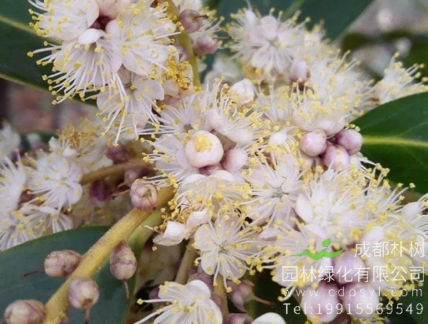 棱角山矾图片大全，最新棱角山矾图片欣赏