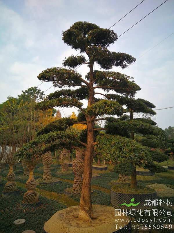 日本罗汉松种植方法是怎样的？