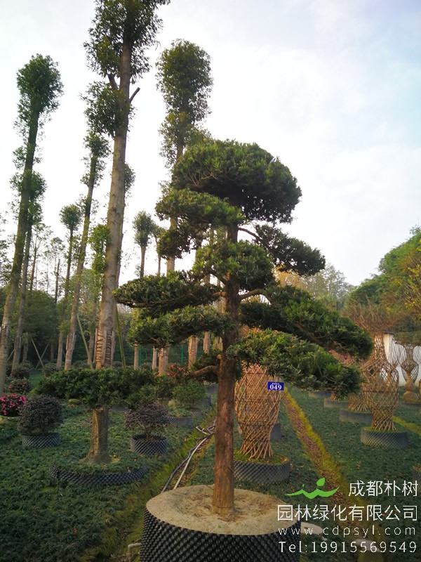 日本罗汉松种植方法是怎样的？