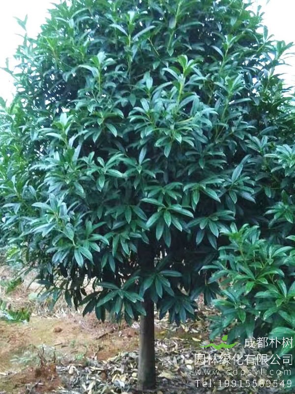 棱角山矾图片大全，最新棱角山矾图片欣赏