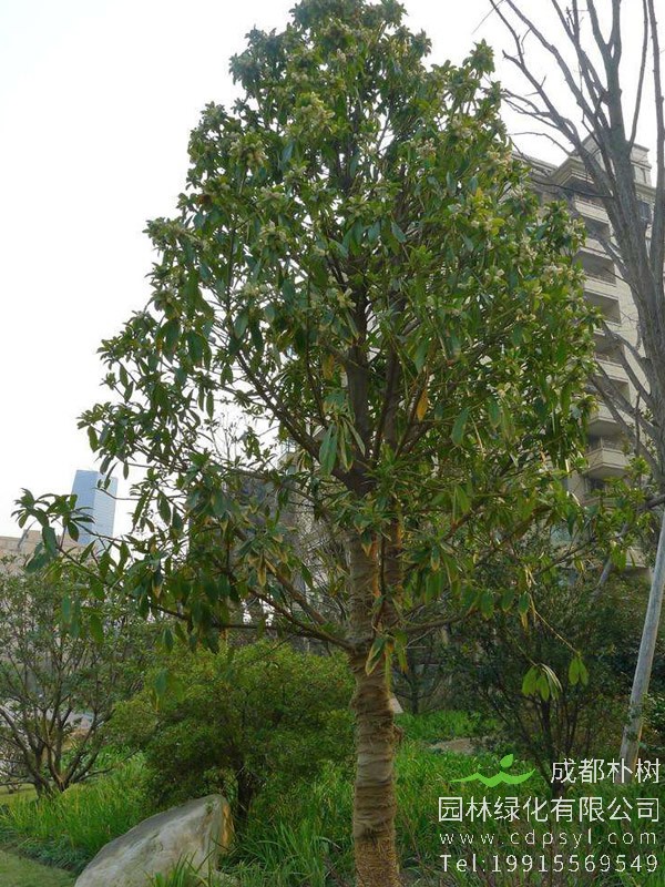 棱角山矾图片大全，最新棱角山矾图片欣赏