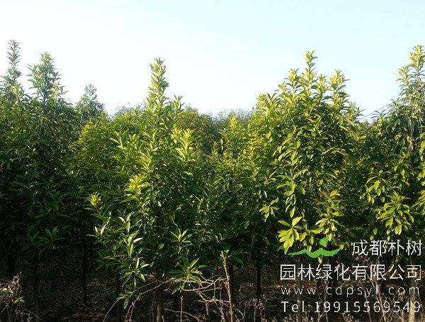 棱角山矾在园林中的应用现状如何？