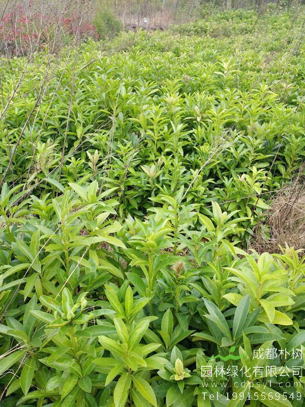 棱角山矾图片大全，最新棱角山矾图片欣赏