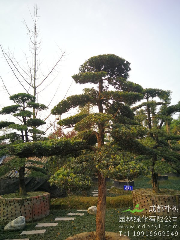 种了几年的日本罗汉松突然枯萎了怎么办？