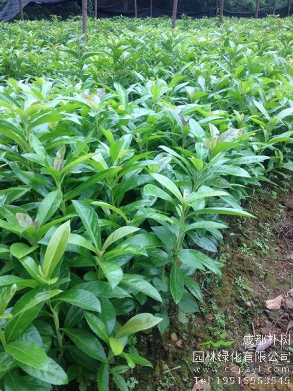 棱角山矾图片大全，最新棱角山矾图片欣赏