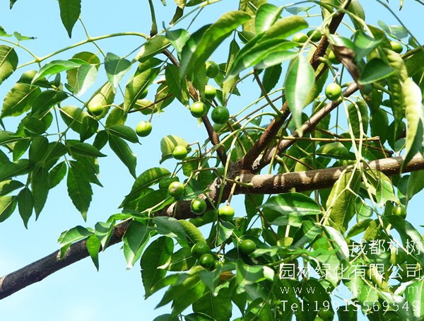 苦楝树图片大全，最新苦楝树图片欣赏