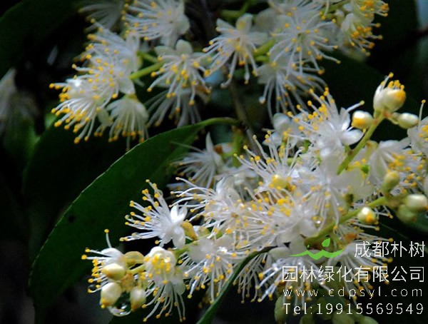 棱角山矾图片大全，最新棱角山矾图片欣赏