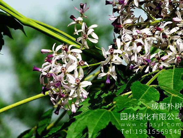 苦楝树图片大全，最新苦楝树图片欣赏