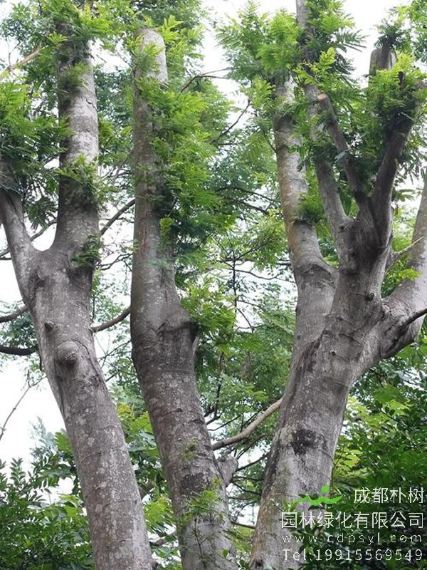 南洋楹树图片大全，最新南洋楹开花图片欣赏