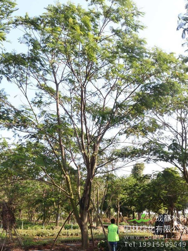 南洋楹树图片大全，最新南洋楹开花图片欣赏