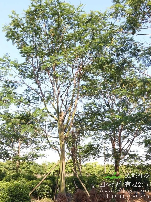 怎样区别银合欢、凤凰木、南洋楹？