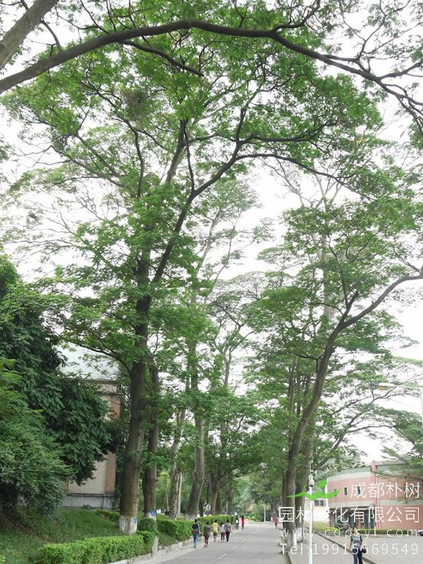 南洋楹树图片大全，最新南洋楹开花图片欣赏