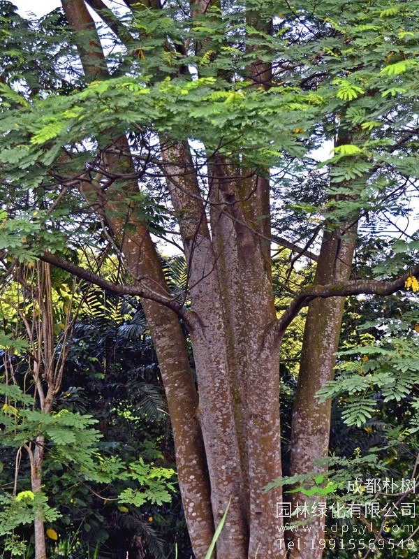 南洋楹树头出现霉菌及枯腐的原因分析以及处理方法