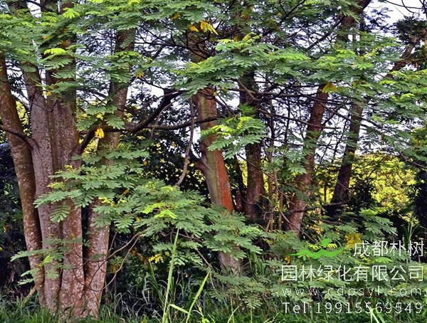 南洋楹树图片大全，最新南洋楹开花图片欣赏