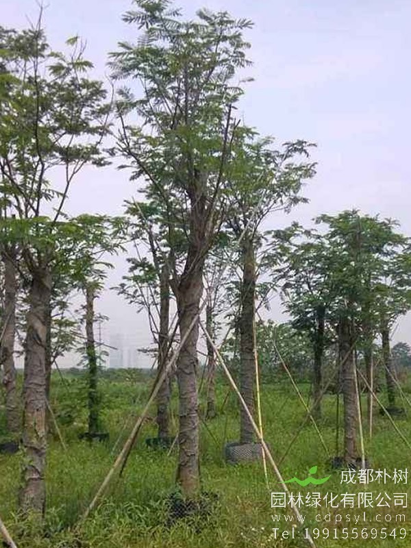 南洋楹树图片大全，最新南洋楹开花图片欣赏