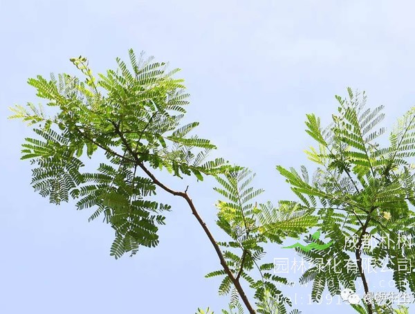 南洋楹树图片大全，最新南洋楹开花图片欣赏