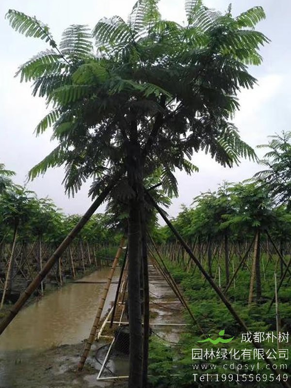 南洋楹树图片大全，最新南洋楹开花图片欣赏