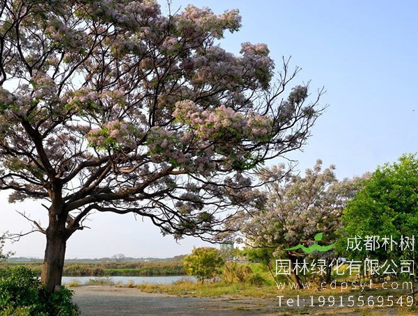 苦楝树图片大全，最新苦楝树图片欣赏