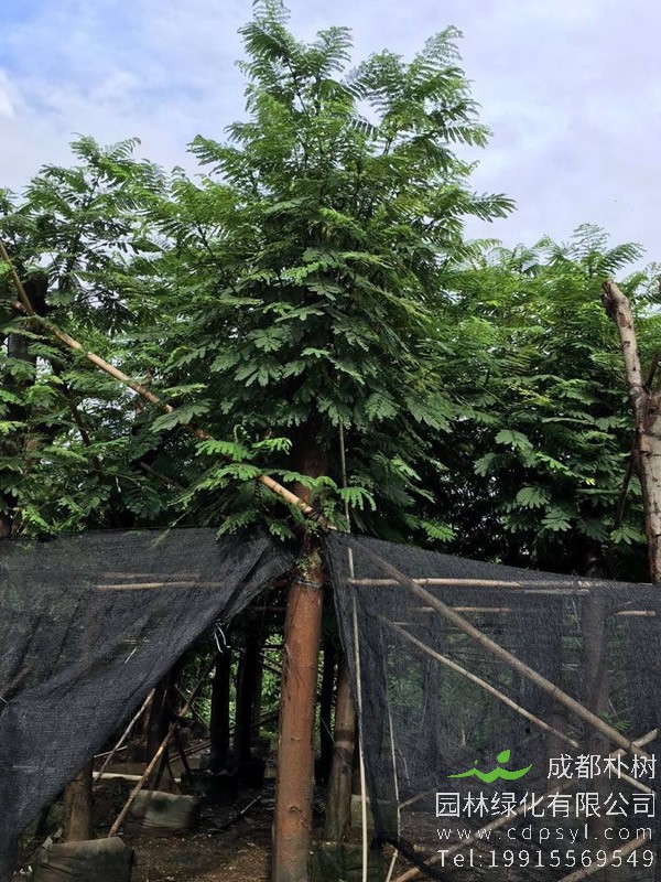 南洋楹木和香杉木哪个好？