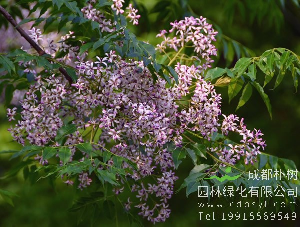 苦楝树图片大全，最新苦楝树图片欣赏