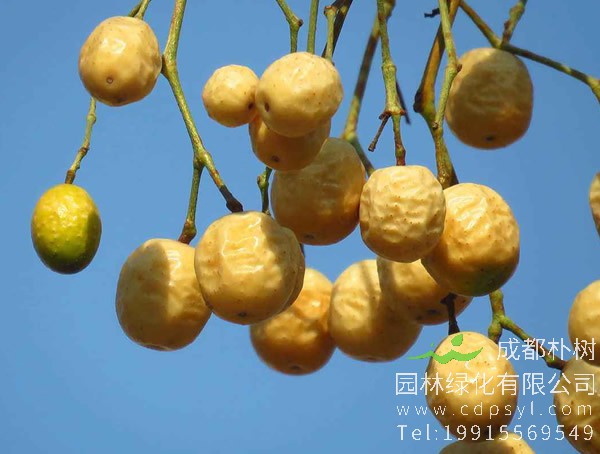 苦楝树图片大全，最新苦楝树图片欣赏