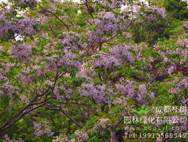 苦楝树图片大全，最新苦楝树图片欣赏