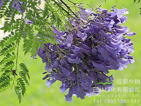 蓝花楹的花语是什么？和凤凰木的区别有哪些？