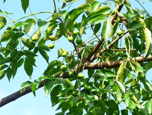 苦楝树有什么象征意义，苦楝树的花语是什么？