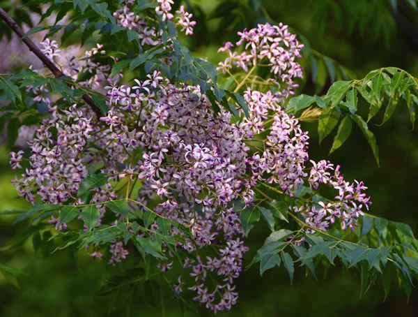 绿化苗木中苦楝树为什么能除虫？