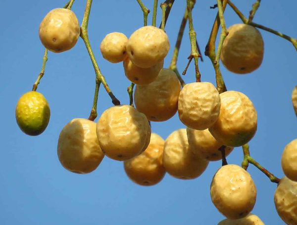 苦楝树对人体有没有害？