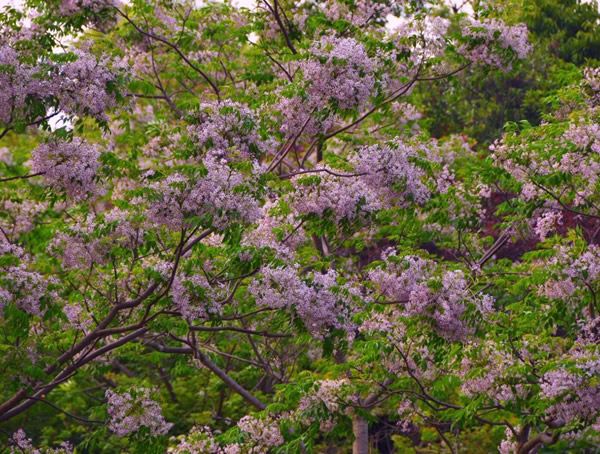 苦楝树做家具到底好不好？