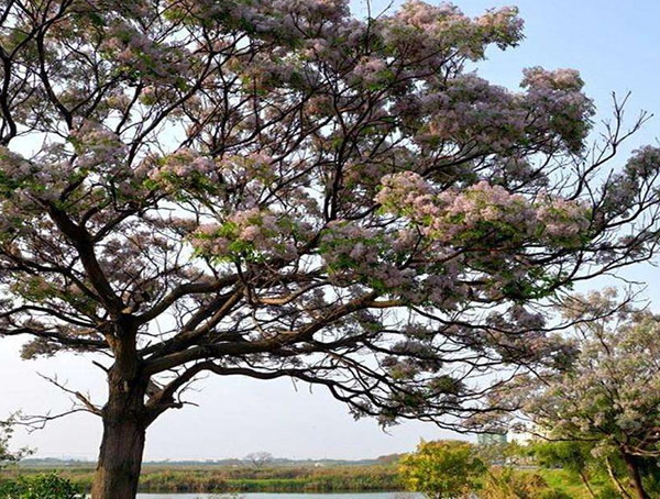 苦楝树是什么样子？苦楝树是什么树？