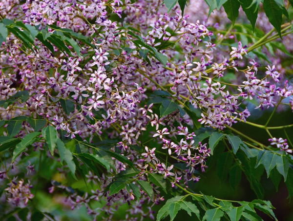 院子里种苦楝树影响风水吗？