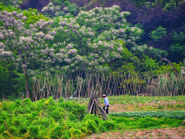 为什么冬天苦楝树会落光树叶？
